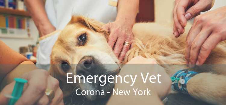Emergency Vet Corona - New York