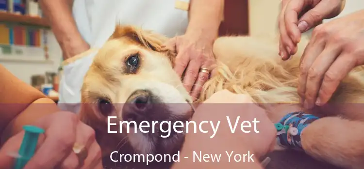 Emergency Vet Crompond - New York