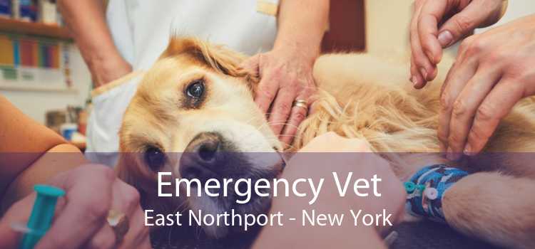 Emergency Vet East Northport - New York
