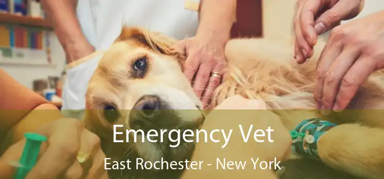 Emergency Vet East Rochester - New York