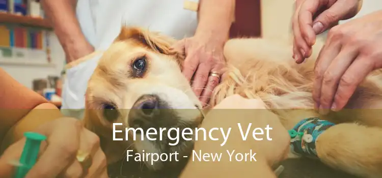 Emergency Vet Fairport - New York