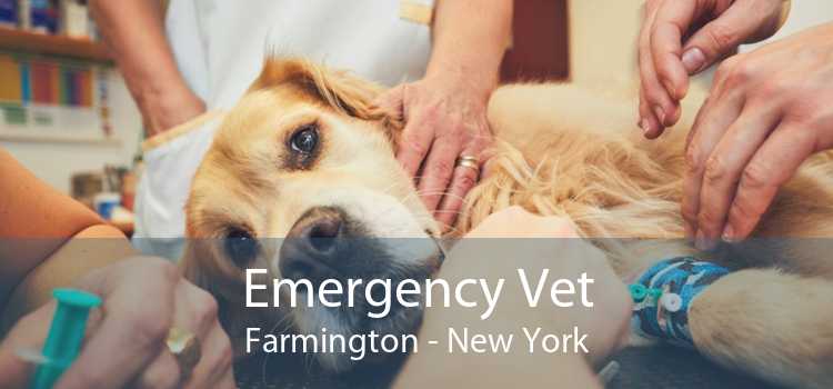 Emergency Vet Farmington - New York