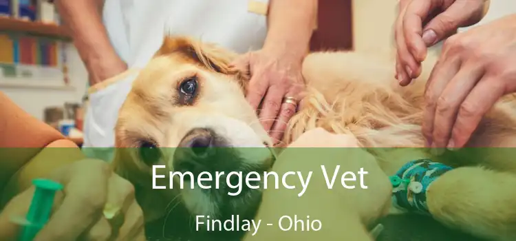 Emergency Vet Findlay - Ohio