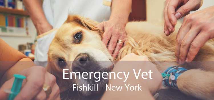Emergency Vet Fishkill - New York