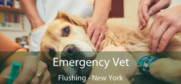 Emergency Vet Flushing - New York