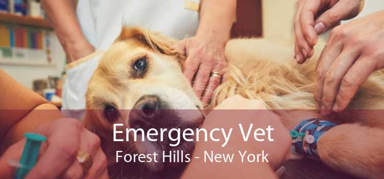 Emergency Vet Forest Hills - New York