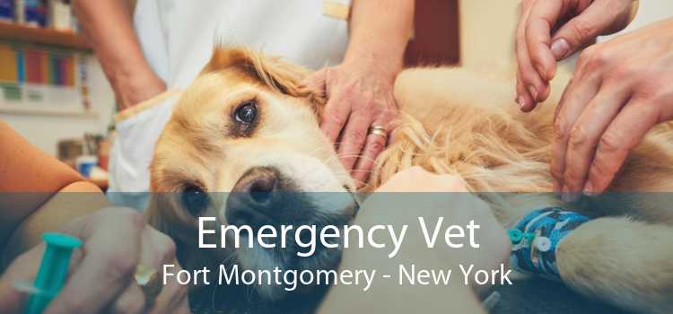 Emergency Vet Fort Montgomery - New York