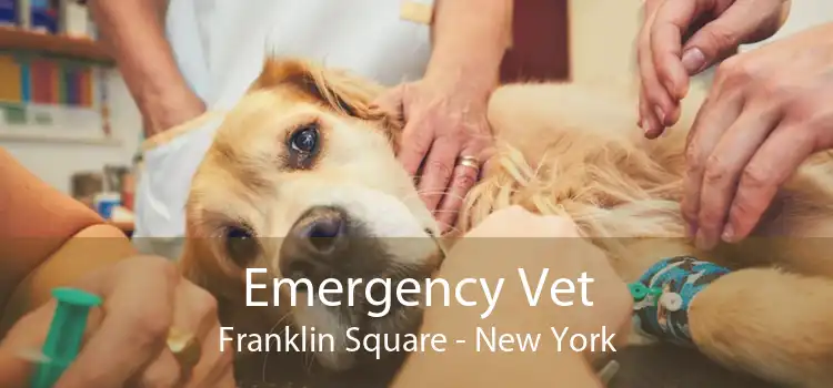 Emergency Vet Franklin Square - New York