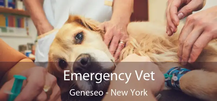 Emergency Vet Geneseo - New York