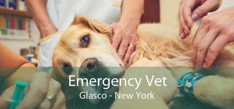 Emergency Vet Glasco - New York