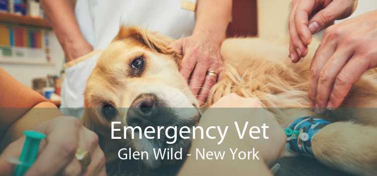 Emergency Vet Glen Wild - New York