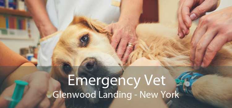 Emergency Vet Glenwood Landing - New York