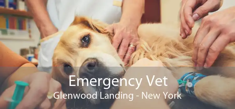 Emergency Vet Glenwood Landing - New York