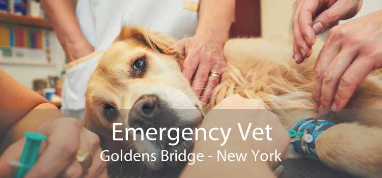 Emergency Vet Goldens Bridge - New York