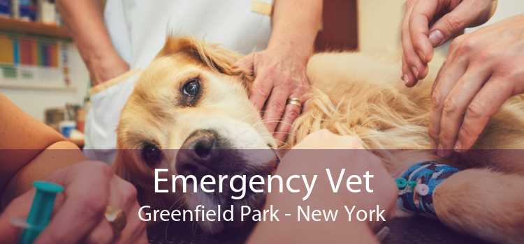 Emergency Vet Greenfield Park - New York