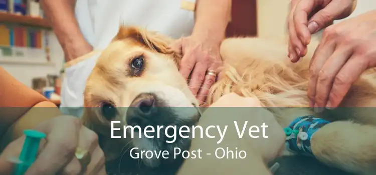 Emergency Vet Grove Post - Ohio
