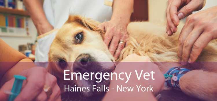 Emergency Vet Haines Falls - New York