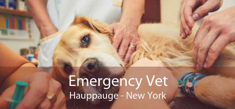 Emergency Vet Hauppauge - New York