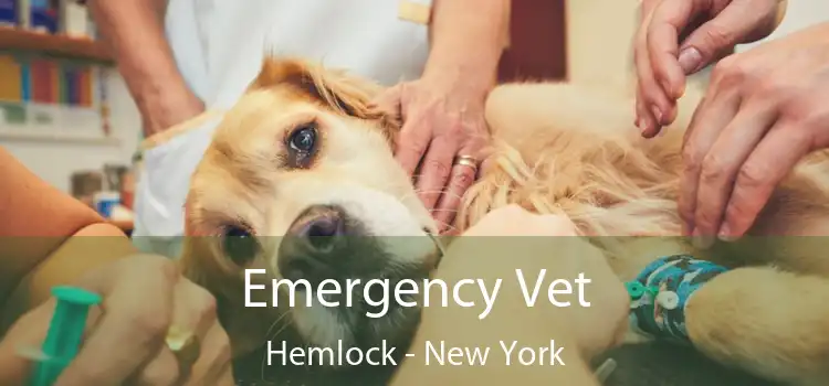 Emergency Vet Hemlock - New York