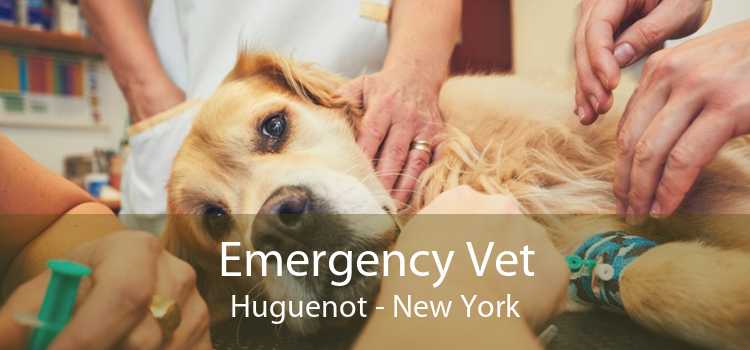 Emergency Vet Huguenot - New York
