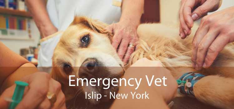 Emergency Vet Islip - New York