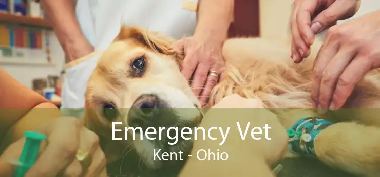 Emergency Vet Kent - Ohio