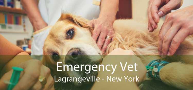Emergency Vet Lagrangeville - New York