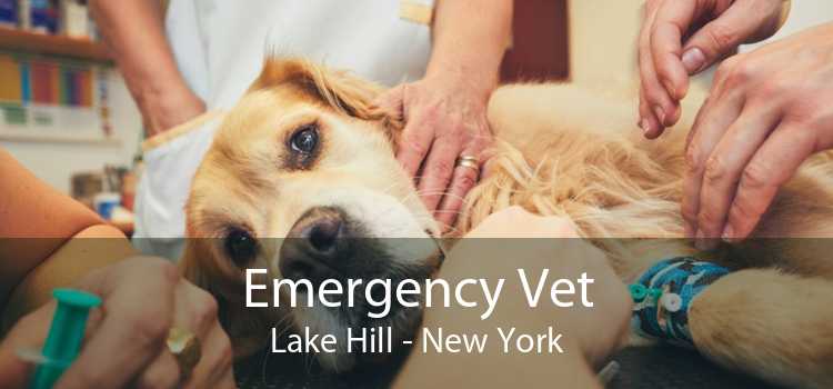 Emergency Vet Lake Hill - New York