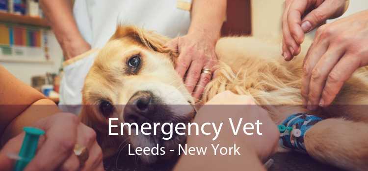 Emergency Vet Leeds - New York