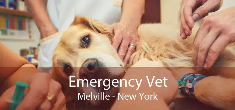 Emergency Vet Melville - New York
