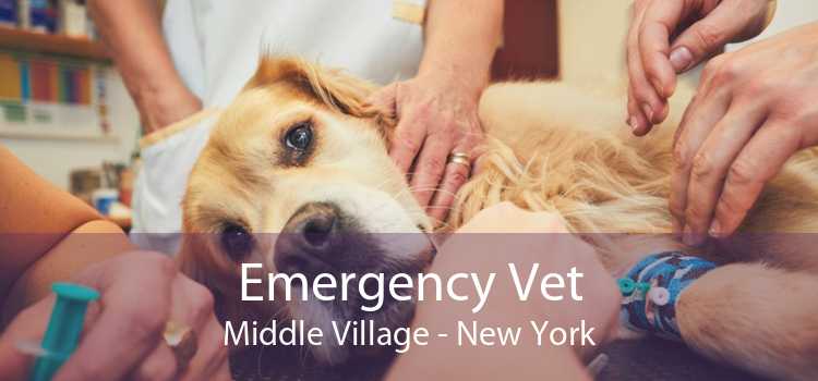 Emergency Vet Middle Village - New York
