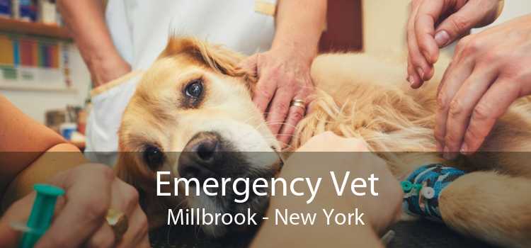 Emergency Vet Millbrook - New York