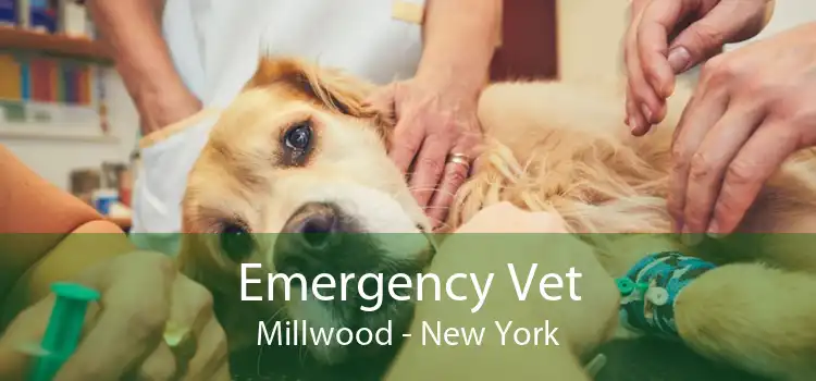 Emergency Vet Millwood - New York