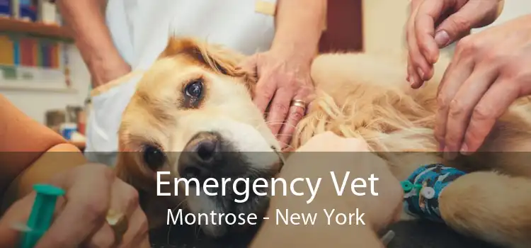 Emergency Vet Montrose - New York