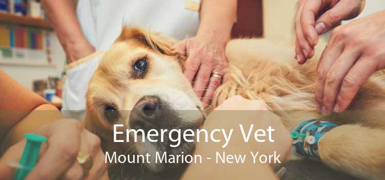 Emergency Vet Mount Marion - New York