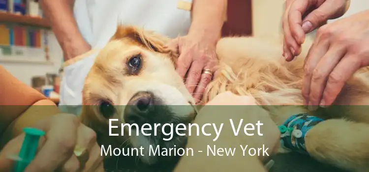 Emergency Vet Mount Marion - New York