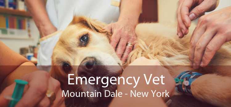 Emergency Vet Mountain Dale - New York