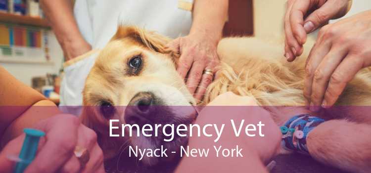Emergency Vet Nyack - New York