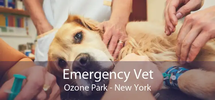 Emergency Vet Ozone Park - New York