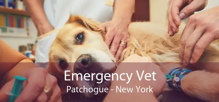 Emergency Vet Patchogue - New York