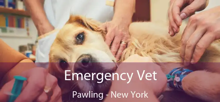 Emergency Vet Pawling - New York