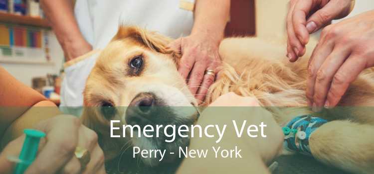 Emergency Vet Perry - New York