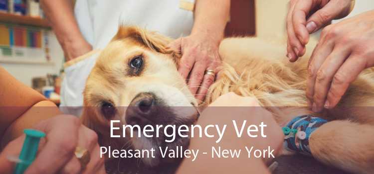Emergency Vet Pleasant Valley - New York