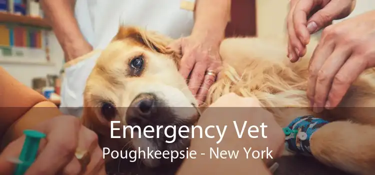 Emergency Vet Poughkeepsie - New York