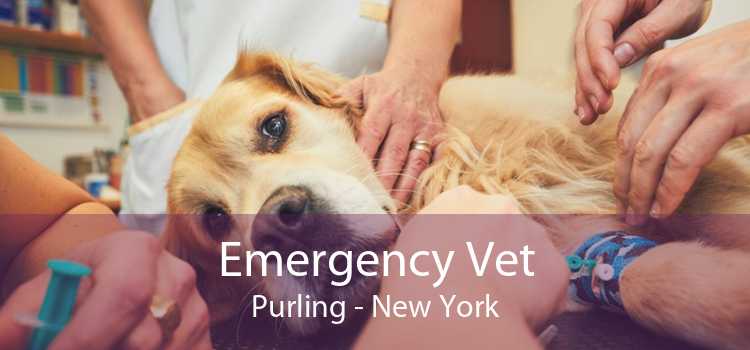 Emergency Vet Purling - New York