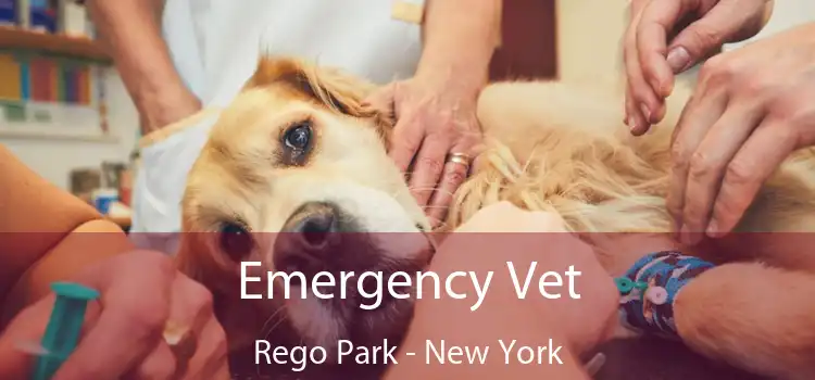 Emergency Vet Rego Park - New York