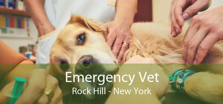 Emergency Vet Rock Hill - New York