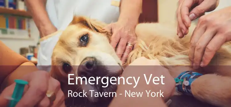 Emergency Vet Rock Tavern - New York