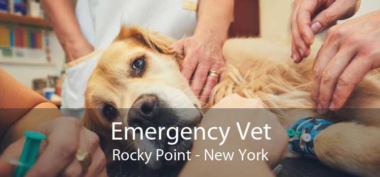 Emergency Vet Rocky Point - New York