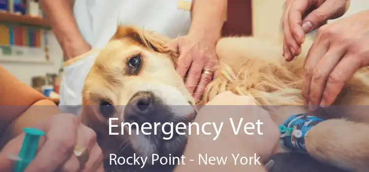Emergency Vet Rocky Point - New York